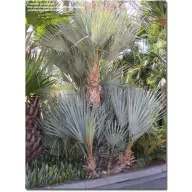 Ezüst mazari pálma (Nannorrhops arabica Silver) 5 szem