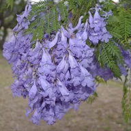Közönséges zsakarandafa (Jacaranda mimosifolia) 5 szem
