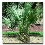 Törpe palmetto (Sabal minor) 5 szem