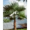 Kenderpálma (Trachycarpus latisectus) 5 szem
