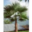 Kenderpálma (Trachycarpus latisectus) 5 szem