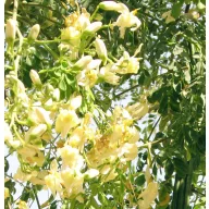 Csodafa (Moringa oleifera) 5 szem