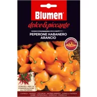   Narancssárga habanero paprika – extrém csípős Blumen (kb. 10-20 szem)