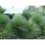 Szúrós levelű agave (Agave striata ssp.) 5 szem