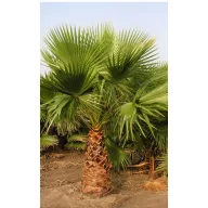 Mexikói legyezőpálma (Washingtonia robusta) 5 szem