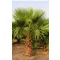Mexican Fan Palm (Washingtonia robusta) 5 seeds
