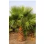 Mexican Fan Palm (Washingtonia robusta) 5 seeds