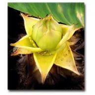 Arany lótuszvirág (Musella lasiocarpa) 5 szem