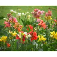 Rózsanád (Canna Indica) piros 5 szem