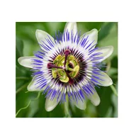 Kék golgotavirág (Passiflora caerulea) 5 szem