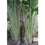 Utazók pálmája (Ravenala madagascariensis) 5 szem
