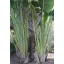 Travellers' palm (Ravenala madagascariensis) 5 seeds