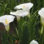 Fehér kála (Zantedeschia aethiopica) 5 szem