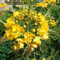 Mexiklói pillangófa (Caesalpinia mexicana) 5 szem