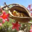 Dwarf Australian bottlewood (Brachychiton bidwillii) 5 seeds