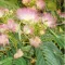 Persian Silkweed (Albizia julibrissin) 5 seeds