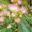 Persian Silkweed (Albizia julibrissin) 5 seeds