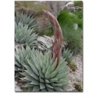Mescal agave (Agave parryi var. neomexicana) 5 szem