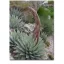 Mescal agave (Agave parryi var. neomexicana) 5 szem