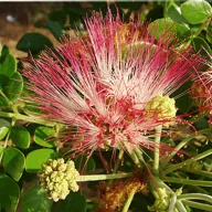 Sámánfa (Albizia saman) 5 szem