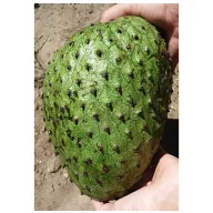 Tüskés annóna (Annona muricata) 2 szem