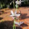 Halvány vanília liliom (Arthropodium milleflorum) 5 szem