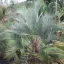 Woolly jelly palm (Butia eriospatha) 5 seeds