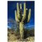 Saguro Cactus (Carnegiea gigantea) 5 seeds