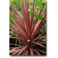   Lila levelű bunkóliliom (Cordyline australis Purpurea) 5 szem