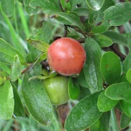Majom szilva (Diospyros lycioides) 5 szem