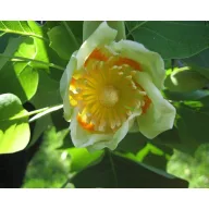 Amerikai tulipánfa (Liriodendron tulipifera) 5 szem