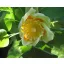 Amerikai tulipánfa (Liriodendron tulipifera) 5 szem