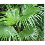 Kínai legyezőpálma (Livistona chinensis) 5 szem