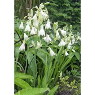 Nyári jácint (Ornithoganum cadicans) 5 szem