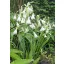 Nyári jácint (Ornithoganum cadicans) 5 szem