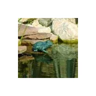 Vízköpő Béka 12 cm