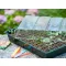 Propagator (germinator) with hydroponic tray