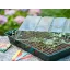 Propagator (germinator) with hydroponic tray