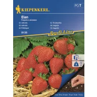 Drazsírozott szamóca Elan Kiepenkerl 8 szem