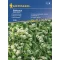 Bear's Onion Kiepenkerl approx. 35 seeds