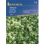 Bear's Onion Kiepenkerl approx. 35 seeds