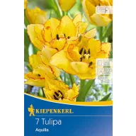   Virághagyma Tulipán csokros virágzatú Aquilla 7 db, Kiepenkerl
