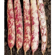 Étkezési Szárazbab Carioca 50g