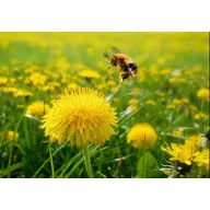 Fűmag Méhlegelő keverék, többéves Agro-Largo 10 kg