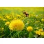 Grass seed Bee-keeper mix, perennial Agro-Largo 10 kg