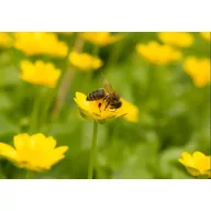 Fűmag Méhlegelő keverék, egyéves Agro-Largo 10 kg