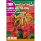 African tulip tree (Spathodea campanulata) Rocalba
