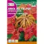 African tulip tree (Spathodea campanulata) Rocalba
