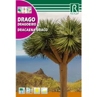 Dracena (Draco)  Rocalba 4 szem