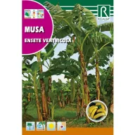 Banán (Musa ensete ventricosa) Rocalba 2 szem